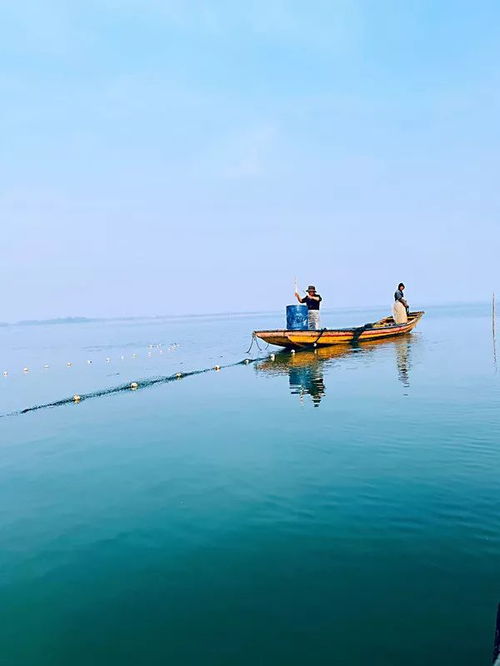 快來柳湖魚市年魚集吧